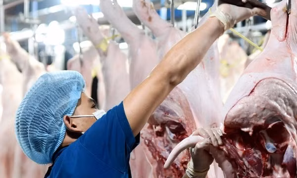 Tiêu thụ chậm, vì sao giá heo hơi vẫn tăng nóng?