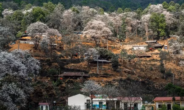 Ngôi làng giữa biển hoa ban trắng ở Điện Biên