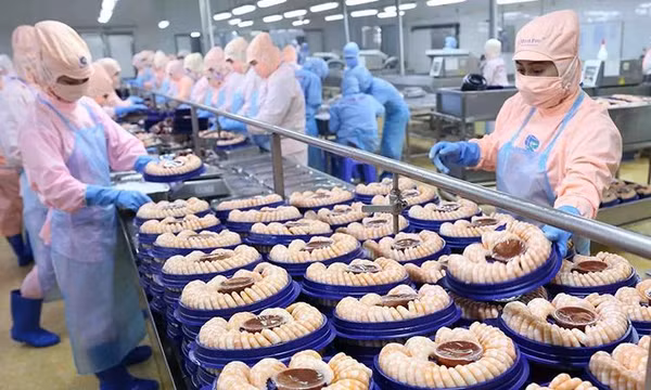 Duy trì đà tăng trưởng tích cực của xuất khẩu tôm