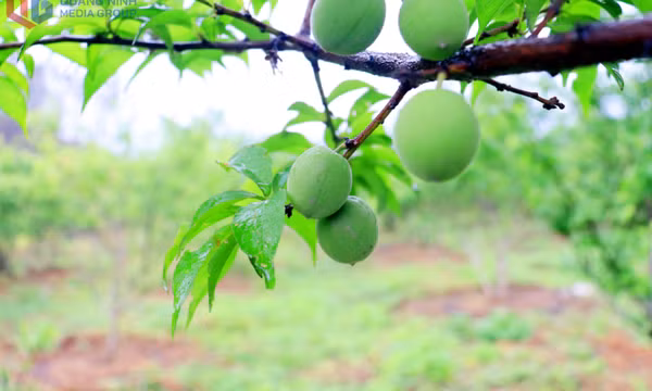 Vườn mơ Yên Tử- Điểm đến khó quên mùa đơm quả