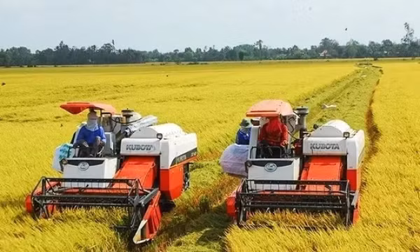 Thị trường gạo sẽ có thêm tín hiệu tích cực