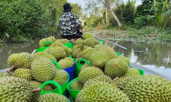 Siết kiểm tra chất vàng O, xuất khẩu rau quả sang Trung Quốc giảm mạnh