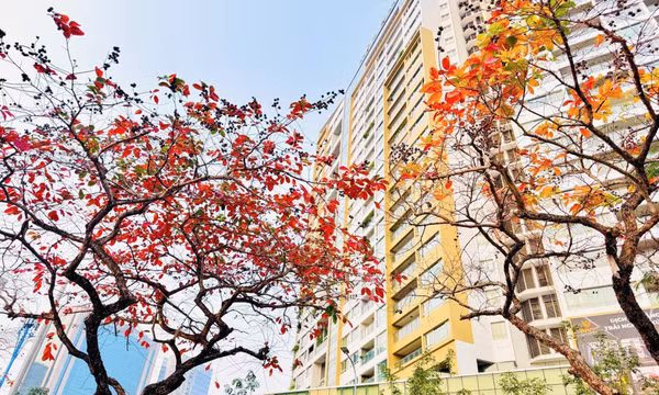 'Góc Paris' giữa lòng Hà Nội tấp nập người check-in mùa lộc vừng rụng lá 