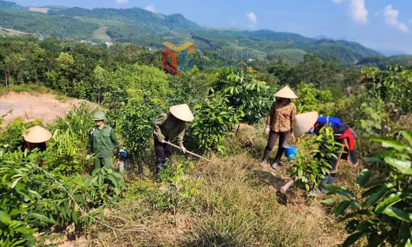 Phát huy lợi thế, làm giàu trên vùng đất khó