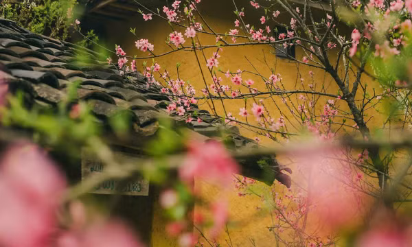Thăm Lô Lô Chải mùa hoa đào nở rộ