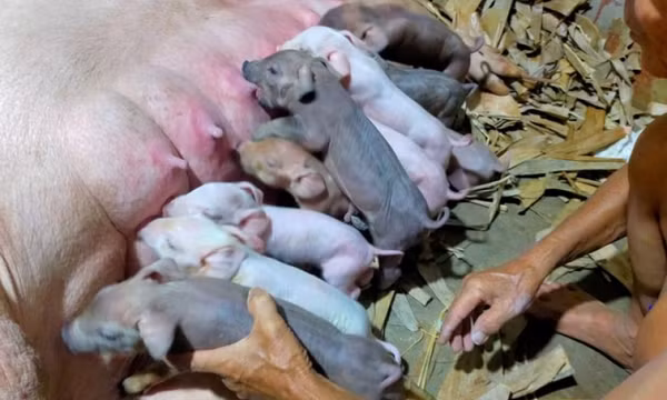 Giá heo cao kỷ lục, heo giống 'ăn theo' giá heo hơi, tăng gấp 3 lần