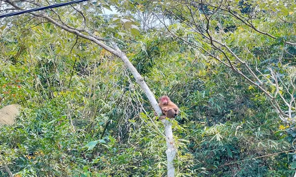 Vườn Quốc gia Bái Tử Long: Thả khỉ mặt đỏ về môi trường sống tự nhiên