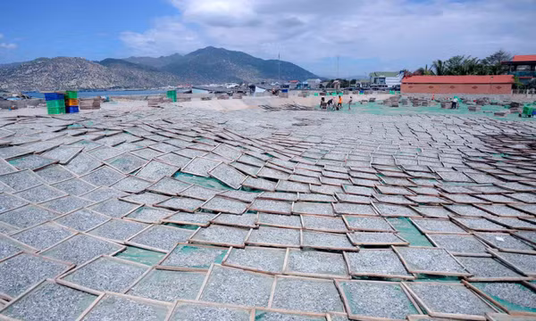 Mùa phơi cá cơm ở biển Cà Ná