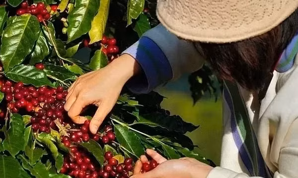 Xuất khẩu cà phê Việt Nam vượt 2,2 tỷ USD