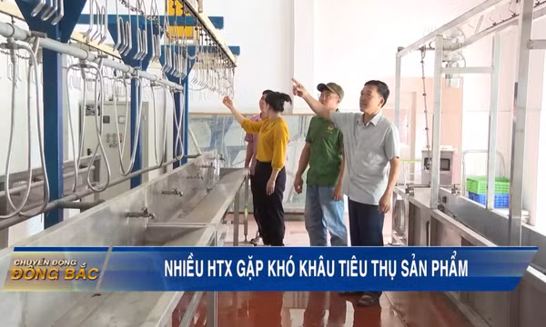 Nhiều HTX gặp khó khâu tiêu thụ sản phẩm