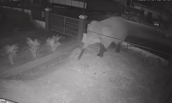 Voi rừng đi dạo trên quốc lộ, xông cả vào trường học ở Sơn La