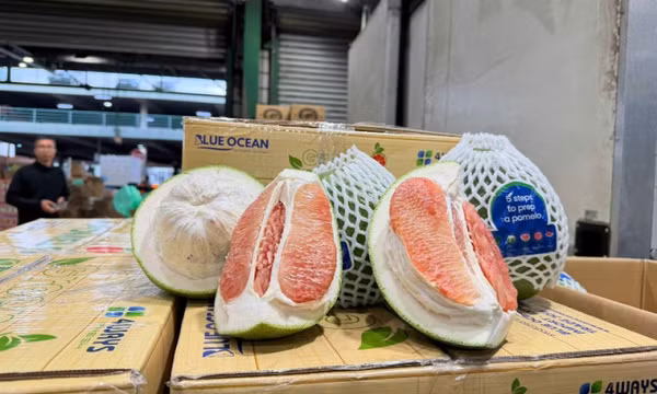Bưởi Việt Nam chính thức đến tay người tiêu dùng Australia