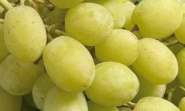 Cách bổ sung magie tốt cho mắt bằng trái nho