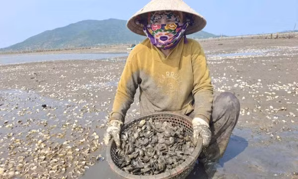 Ngao chết trắng bãi, người nuôi thiệt hại nặng