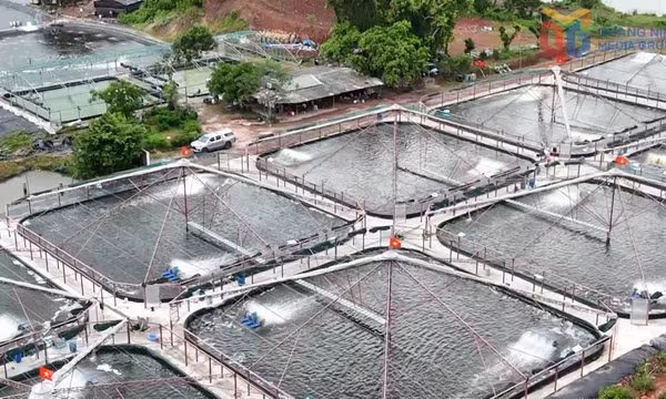 Gắn phát triển thủy sản với khai thác, bảo vệ nguồn lợi