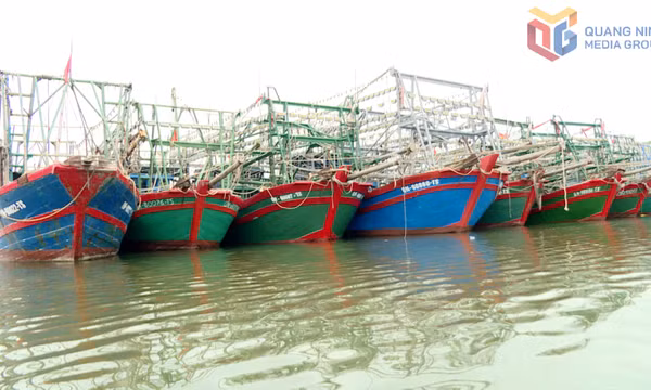 Phấn đấu tỷ lệ tàu cá khai báo eCDT đạt trên 90% 