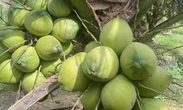 Bứt phá các sản phẩm trồng trọt: Nhìn từ câu chuyện ngành dừa