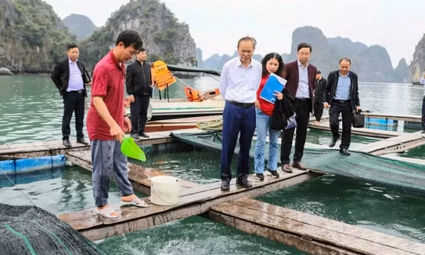 Việt Nam đang nuôi thử giống cá cam đắt giá, tính toán nuôi cá ngừ đại dương