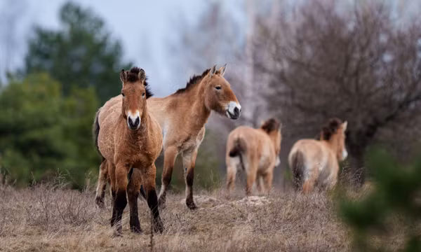 Thiên nhiên Chernobyl hồi sinh giữa dấu tích thảm họa