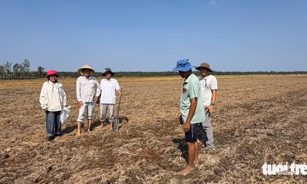 Khoảng 70% rơm phân hủy chỉ trong một tuần phun chế phẩm sinh học