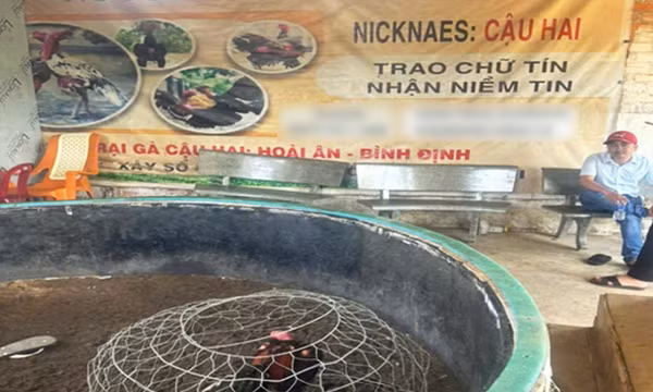 Gia Lai xử lý tụ điểm đá gà có dấu hiệu cá độ ăn tiền