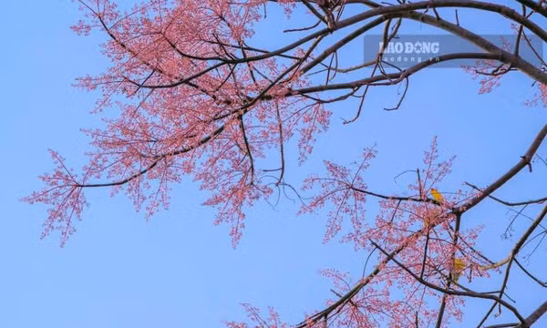 Loài hoa vương quyền khoe sắc trong Kinh thành Huế
