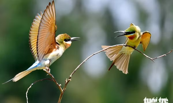 Ngắm khoảnh khắc 'đáng yêu' của chim trảu đuôi xanh ở miền Tây