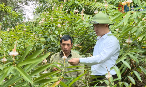Hoành Mô: Mở rộng diện tích trồng ích trí nhân dưới tán rừng