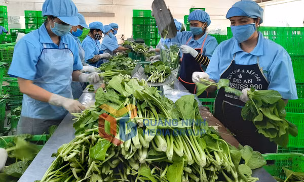 Khu nông nghiệp ứng dụng công nghệ cao VinEco (TX Đông Triều)