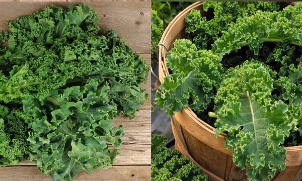 Chuyên gia bật mí loại rau xanh tốt nhất cho miễn dịch