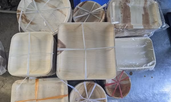Người đưa mo cau ra thế giới