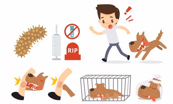 6 lầm tưởng về bệnh dại có thể gây nguy hại tính mạng