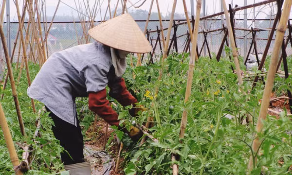 Đảm bảo các điều kiện sản xuất nông nghiệp vụ Đông Xuân