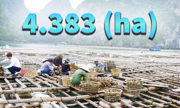 4.383 ha - là diện tích vùng nuôi nhuyễn thể toàn tỉnh Quảng Ninh hiện nay