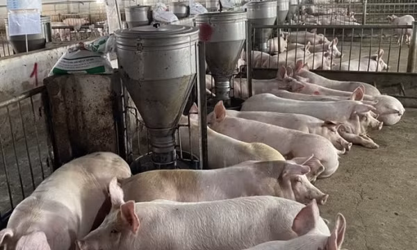Giá heo hơi tăng lên 64.000 đồng một kg