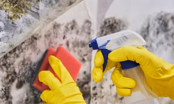 Nấm mốc trong nhà có thể gây ra những vấn đề sức khỏe nghiêm trọng như thế nào?