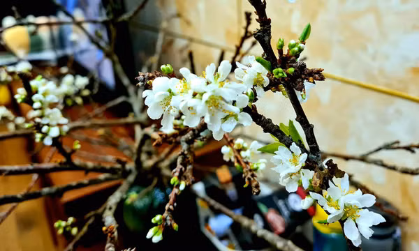 Rầm rộ trào lưu ‘chờ củi nở hoa’, dân buôn chốt đơn mỏi tay