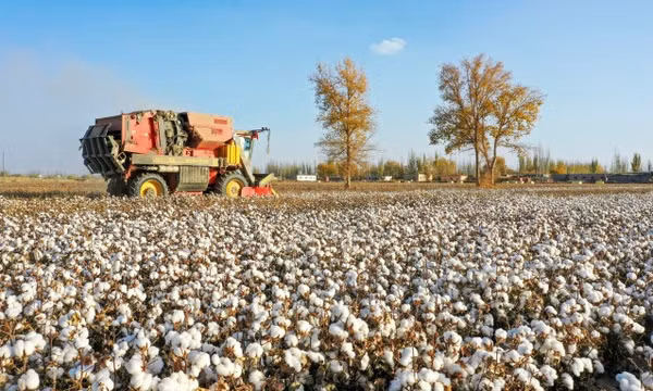 Đồng bông gòn 110.000ha trắng như tuyết ở Tân Cương