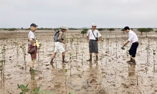 Rừng ngập mặn - “Lá phổi xanh” và sinh kế bền vững