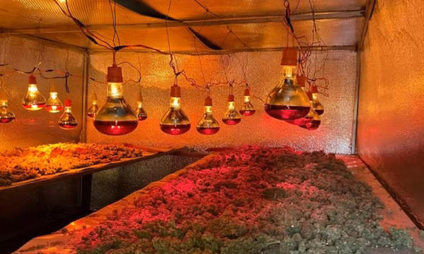 Công an đột kích 'trang trại' trồng, chế biến cần sa ở Gia Lai