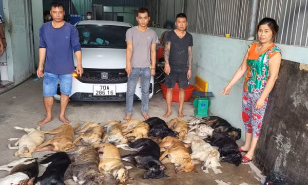 Phát hiện 1,4 tấn thịt chó thu mua từ các đối tượng trộm cắp