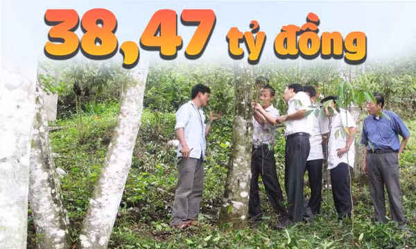 38,47 tỷ đồng - là kinh phí tỉnh hỗ trợ chủ rừng trồng cây gỗ lớn tính đến nay