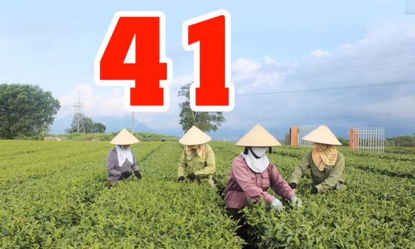 41 - là số vùng trồng trên địa bàn tỉnh đáp ứng tiêu chuẩn cơ sở về quy trình thiết lập và giám sát