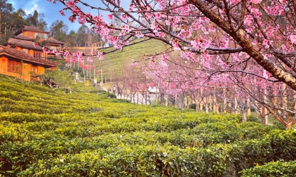 Hoa anh đào nở sớm ở Thái Lan