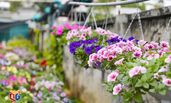 Làng hoa lớn nhất Hạ Long rực rỡ đón xuân