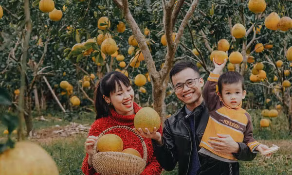 Ghé thăm vườn bưởi diễn quả treo lủng lẳng như đèn lồng ở Lạng Sơn