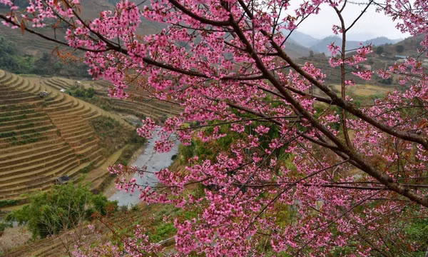 Chiêm ngưỡng sắc hoa tớ dày nhuộm hồng núi rừng Mù Cang Chải
