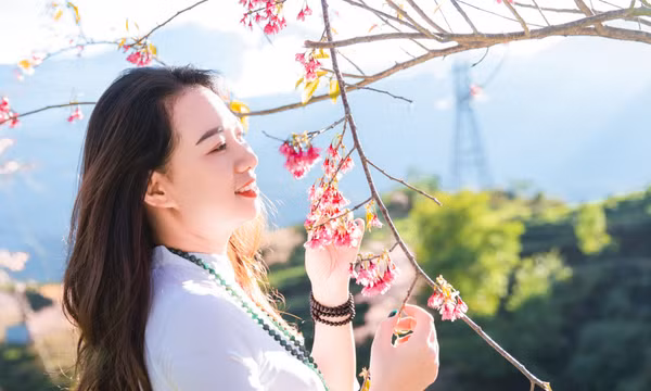 Đầu đông, lên Sa Pa ngắm mai anh đào hồng rực nhuộm cả đồi chè Ô Long