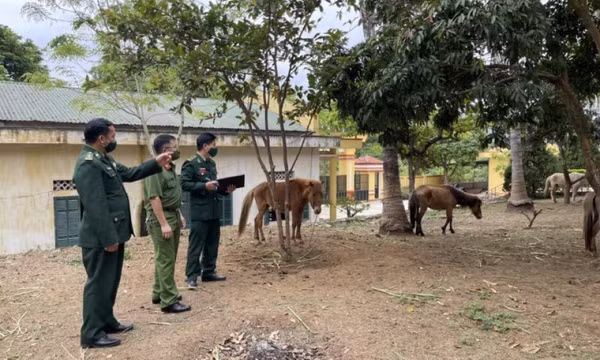 Kiểm soát chặt tình trạng vận chuyển trâu, bò qua biên giới
