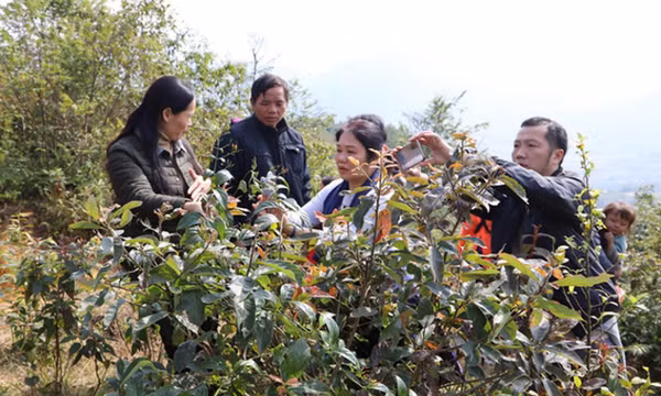 Cao Bằng: 2 trẻ tử vong nghi do ăn lá ngón